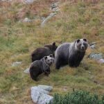 El estudio ha contado con muestras de pelo de 46 osos pardos