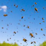 Abejas volando cerca de su colmena