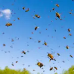 Abejas volando cerca de su colmena