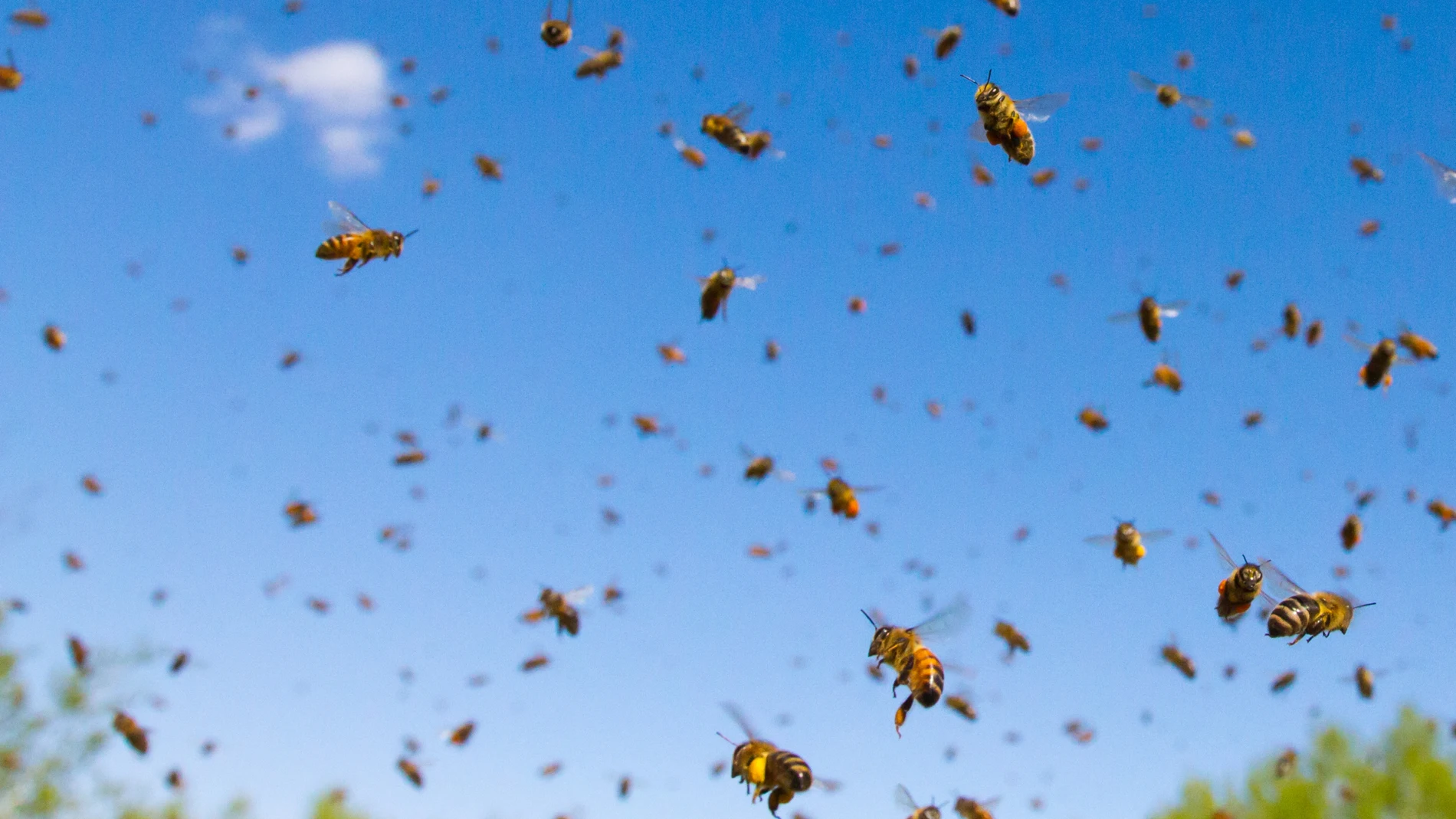Abejas volando cerca de su colmena