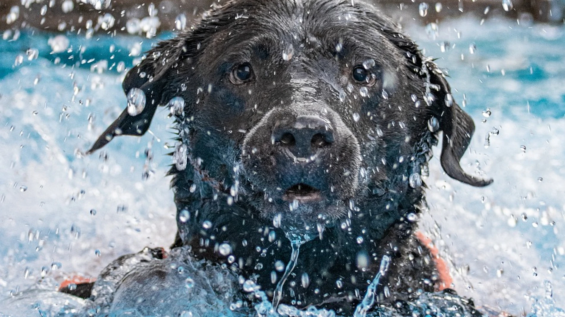 Al igual que a los humanos, a los perros les cuesta la vuelta a la rutina
