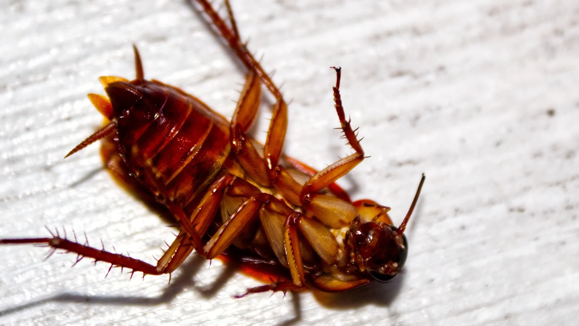 Es posible que una cucaracha espachurrada se convierta en alimento para su propia familia