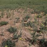 Campos de cultivo afectados por la sequía en Soria