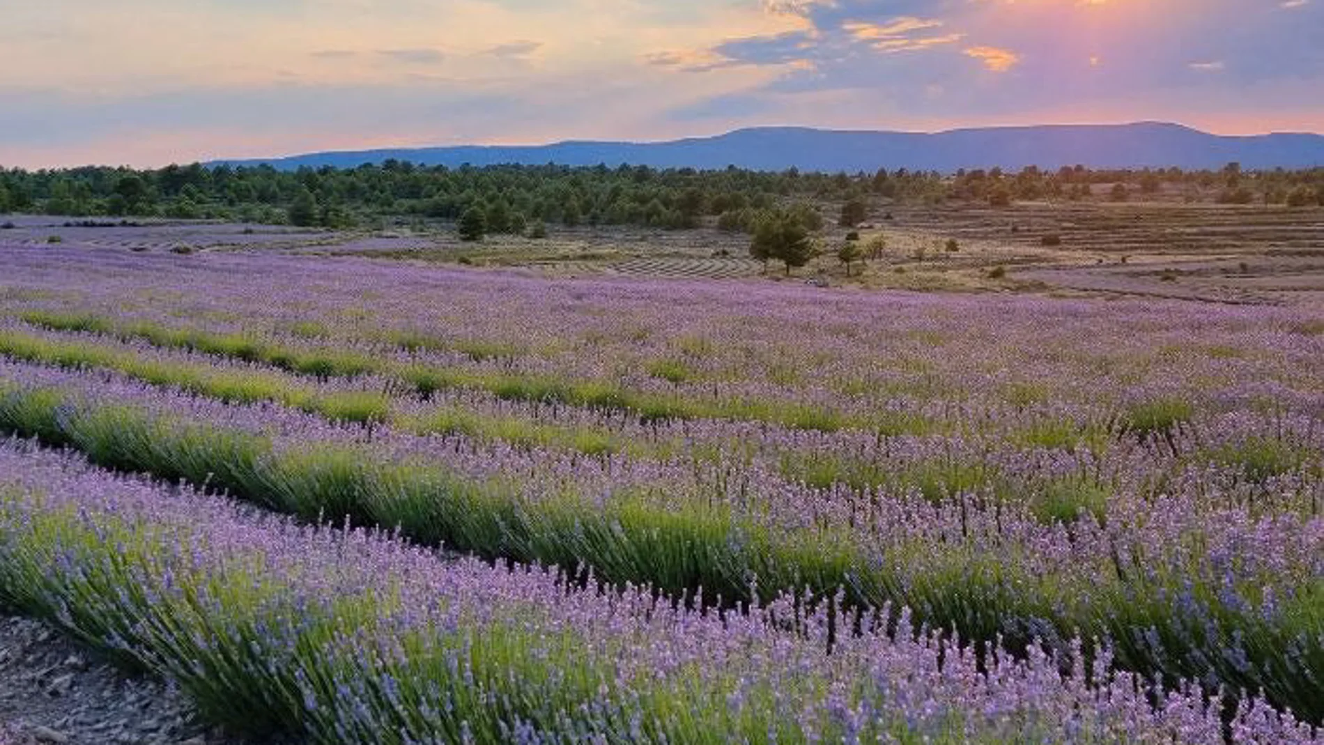 Este es el pueblo valenciano que se cubre de campos de lavanda durante el mes de julio