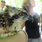 El águila pescadora vuelve a surcar el cielo de Valencia