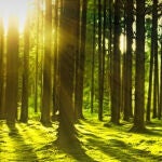 Bosques sorianos