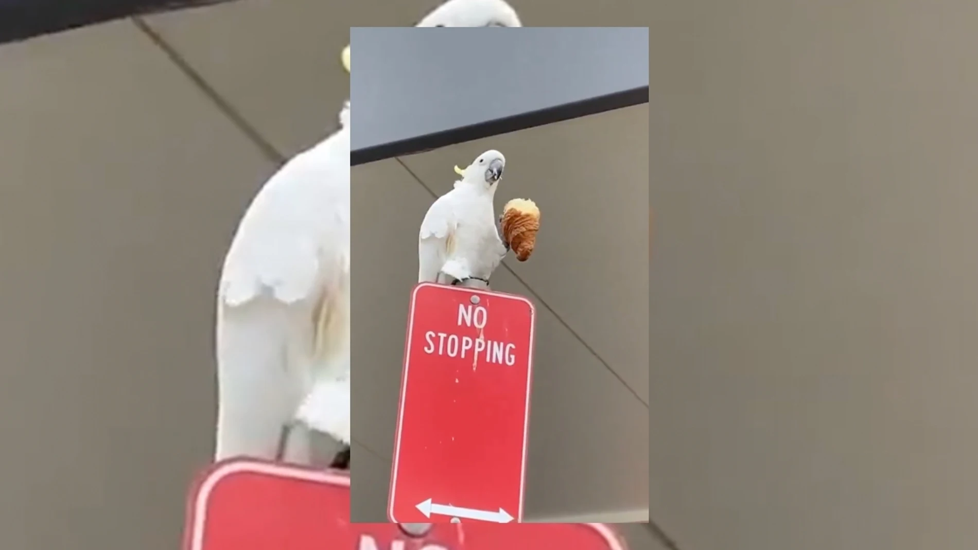 Animales virales de la semana