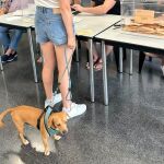 Desde Perro Sanxe a Fernando Alonso: Los memes más destacados del día electoral