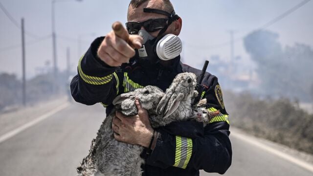 Un bombero hace gestos después de rescatar a dos conejos y un gato después de rescatarlos de un incendio en los pueblos de Kiotari y Gennadi en la isla griega de Rodas hoy 24 de julio de 2023