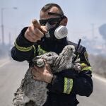 Un bombero hace gestos después de rescatar a dos conejos y un gato después de rescatarlos de un incendio en los pueblos de Kiotari y Gennadi en la isla griega de Rodas hoy 24 de julio de 2023