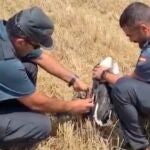 La Guardia Civil ayuda a una joven cigüeña blanca a salir del enredo en el que se encontraba.