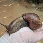 Ejemplar de caracol gigante africano