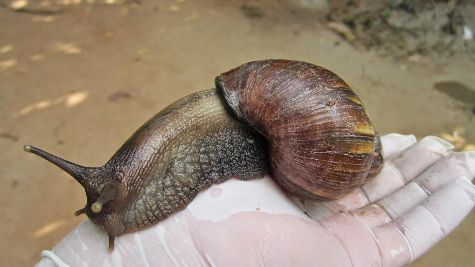 Ejemplar de caracol gigante africano