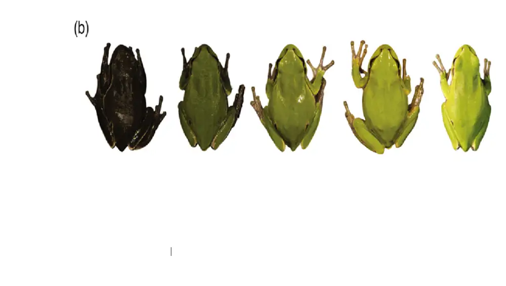Ranas de Chernóbil