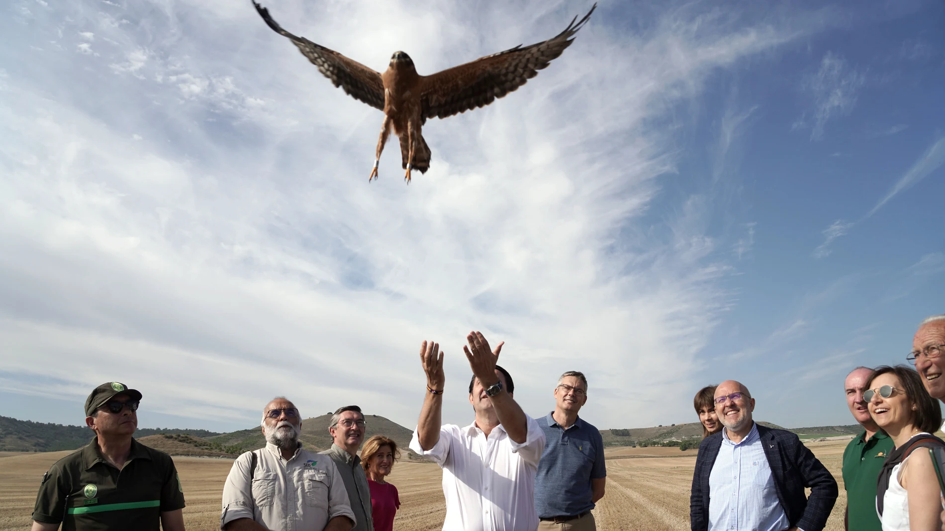 Suárez-Quiñones suelta un aguilucho cenizo