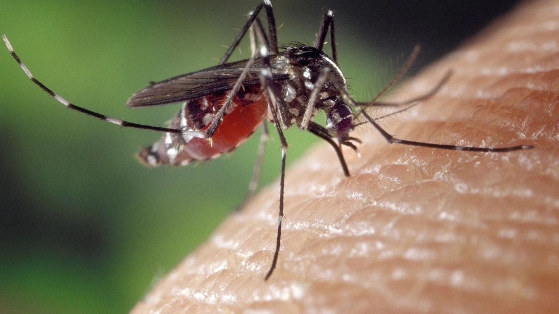 Imagen de archivo de un mosquito