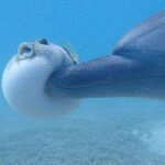 ¿Se drogan los Delfines? El enigma de su comportamiento con peces globo