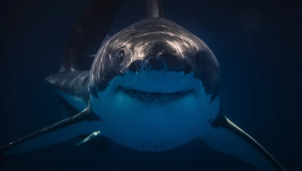 Los tiburones han dado nuevas líneas de estudio a los científicos