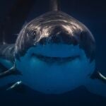 Los tiburones han dado nuevas líneas de estudio a los científicos
