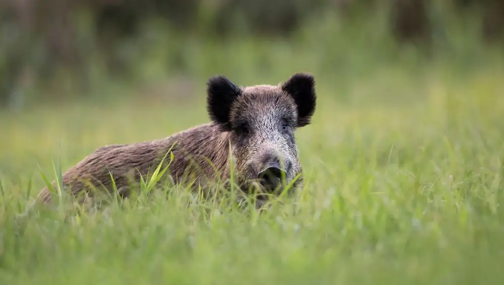 Imagen de archivo de un jabalí