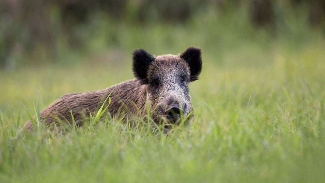 Los cazadores valencianos denuncian que están combatiendo la plaga de jabalíes con su propio dinero