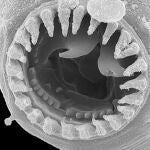 Detalle de la boca de un nematodo