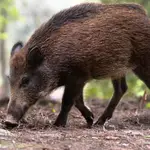 Jabalí saboteó operación de narcotráfico y dejó en evidencia a traficantes de cocaína