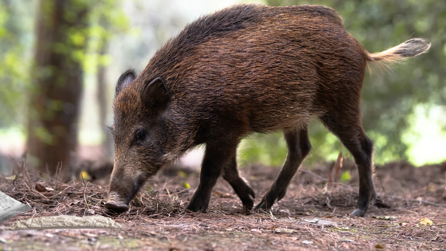 Jabalí saboteó operación de narcotráfico y dejó en evidencia a traficantes de cocaína