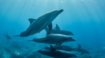 &iquest;Se drogan los Delfines? El enigma de su comportamiento con peces globo