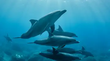 ¿Se drogan los Delfines? El enigma de su comportamiento con peces globo ¿Se drogan los Delfines? El enigma de su comportamiento con peces globo