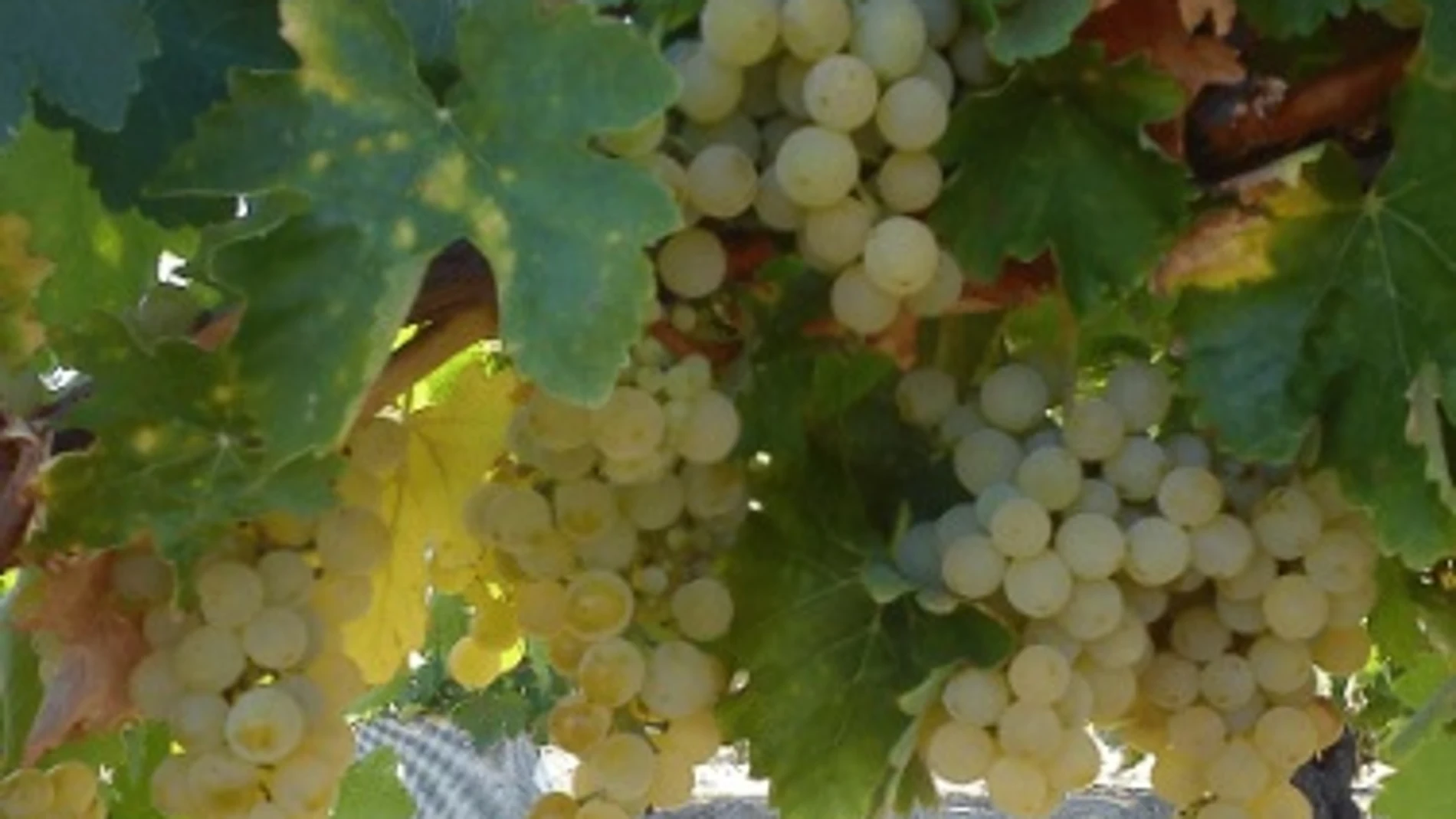 Uvas de la variedad Albillo real en Cebreros