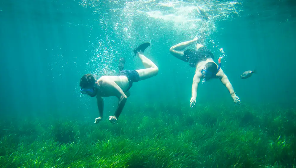ALMERÍA. FONDO MARINO POSIDONIA ERIZO ESTRELLA DE MAR