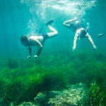 ALMERÍA. FONDO MARINO POSIDONIA ERIZO ESTRELLA DE MAR 