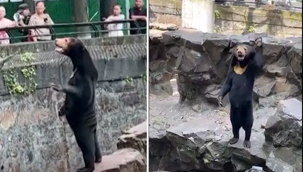 ¿Oso o humano disfrazado? La verdad detrás del sorprendente vídeo viral