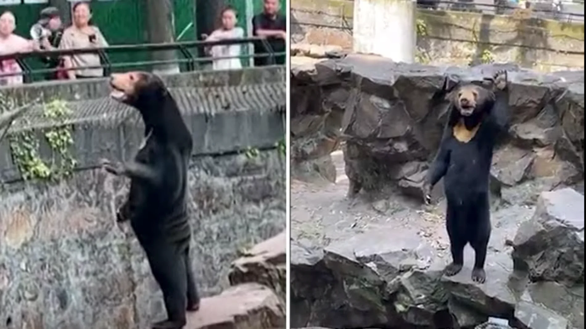 ¿Oso o humano disfrazado? La verdad detrás del sorprendente vídeo viral
