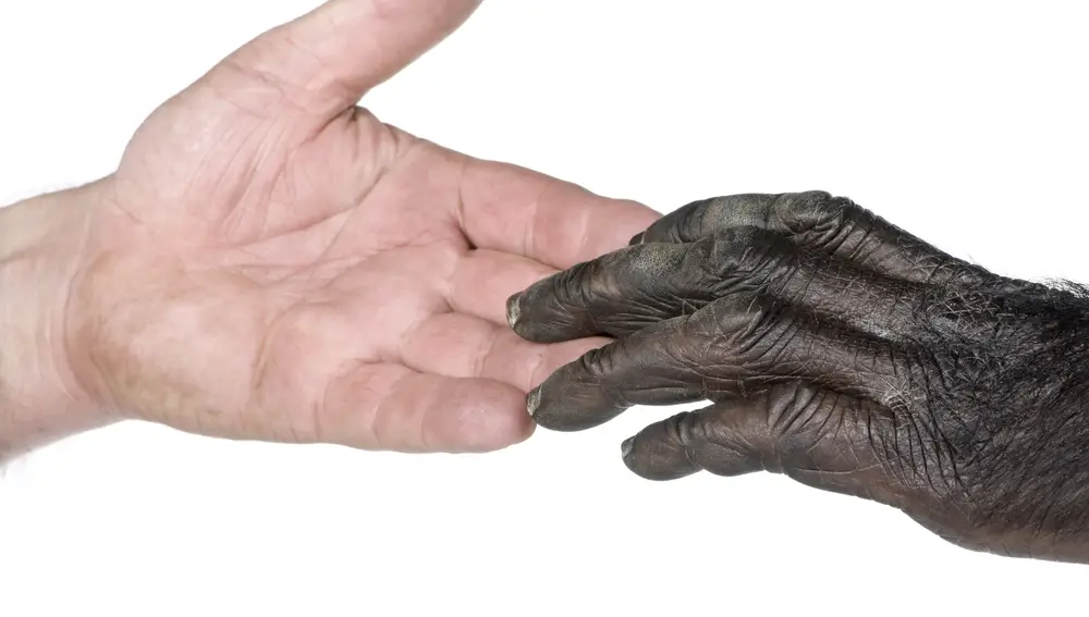 Mano de hombre y de mono.