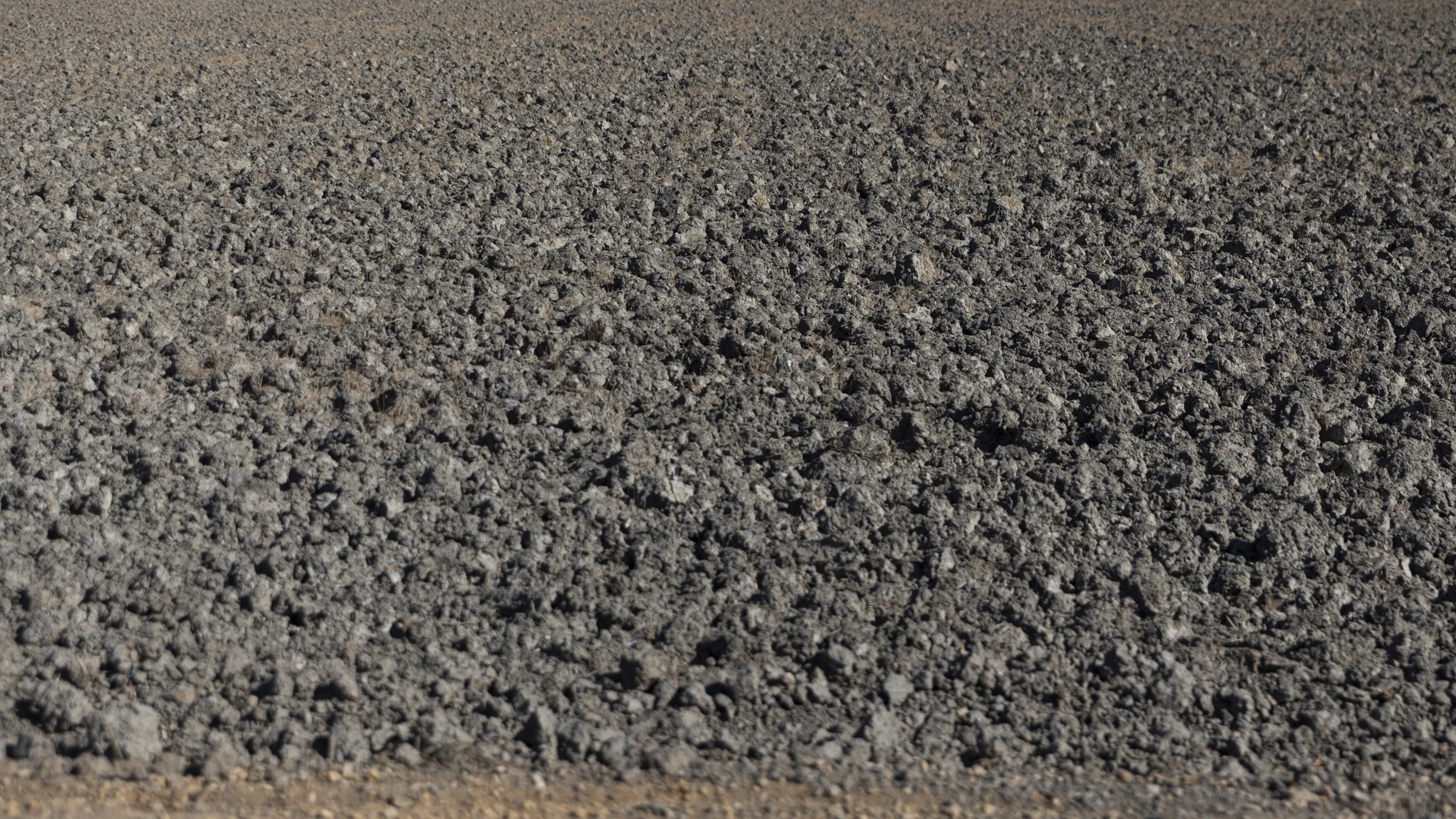 Tierras de cultivo de arroz sin sembrar en la provincia de Sevilla a causa de la sequía