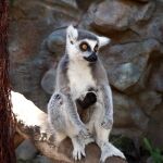 Imagen de un lemur con su cría