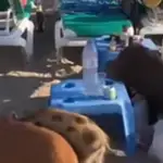 Vídeo: Unos jabalíes se llevan la comida de unos bañistas en la playa de Marbella