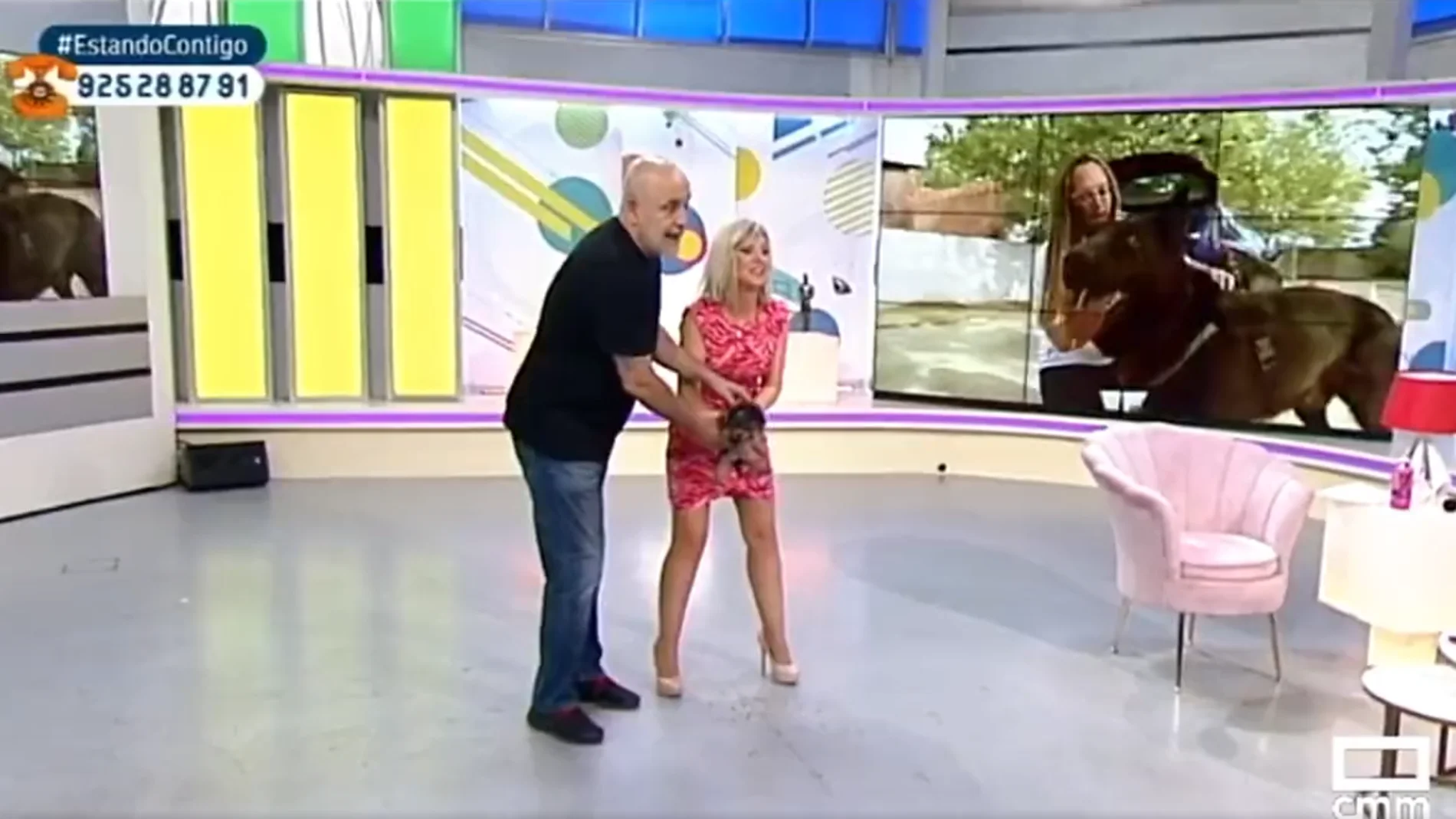 El perrillo vomita encima de la presentadora de la tele autonómica de Castilla-La Mancha
