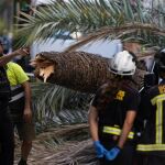 Los bomberos apartando la palmera del sitio de la caída