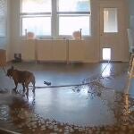Dos bulldogs franceses usan la manguera para refrescarse e inocentemente inundan la casa 