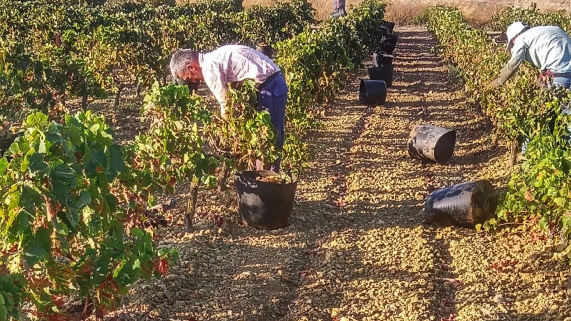 Jerez abre una campaña en la que se espera más uva y de mejor calidad
