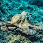 Pulpo