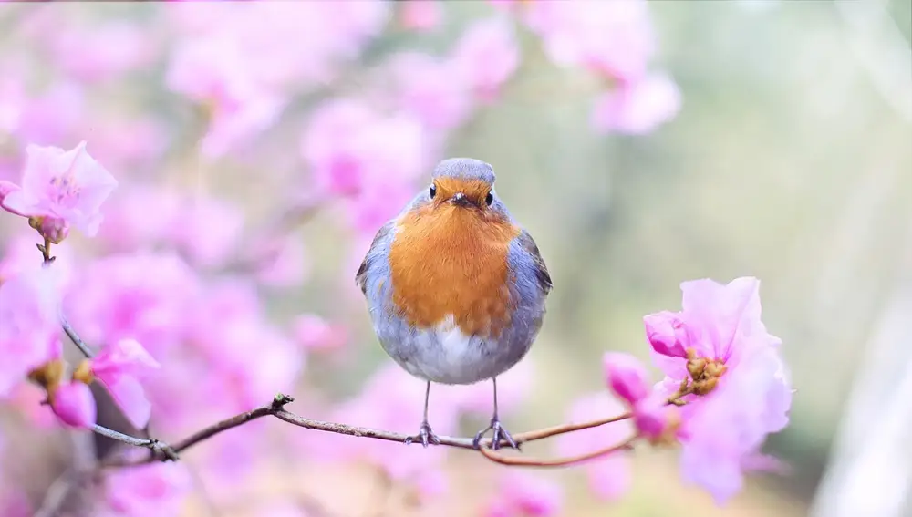 Pájaro en un árbol durante la primavera