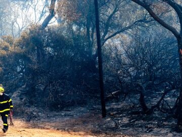 Varios operarios del INFOCA trabajan en el parque de las Canteras tras el incendio declarado este domingo en Puerto Real a 07 de agosto del 2023 en Puerto Real (C&aacute;diz, Andaluc&iacute;a). 