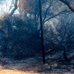 Varios operarios del INFOCA trabajan en el parque de las Canteras tras el incendio declarado este domingo en Puerto Real a 07 de agosto del 2023 en Puerto Real (Cádiz, Andalucía). 