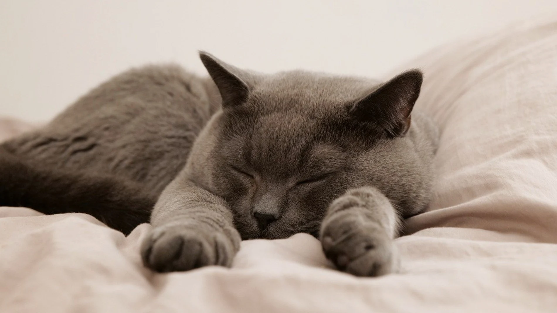 Gato durmiendo
