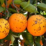Naranjeros de Suráfrica tildan de "proteccionismo" las medidas fitosanitarias aplicadas a sus envíos infestados de plagas