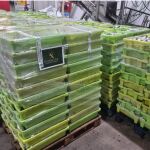 Sardinas incautadas entregadas al Banco de Alimentos